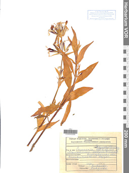 VOR 0042906