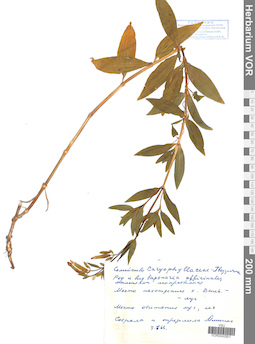 VOR 0042901