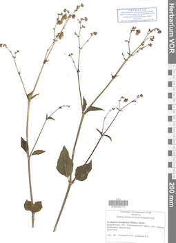 VOR 0042170