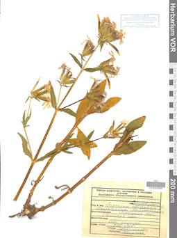 VOR 0042898