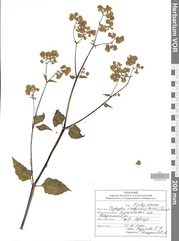 VOR 0023334