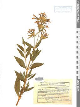 VOR 0042897