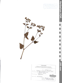 VOR 0023325