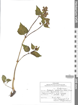 VOR 0023329