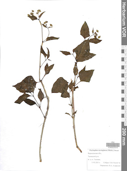 VOR 0023319