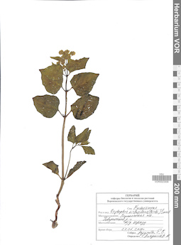 VOR 0023309
