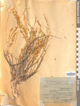 VOR 0022774