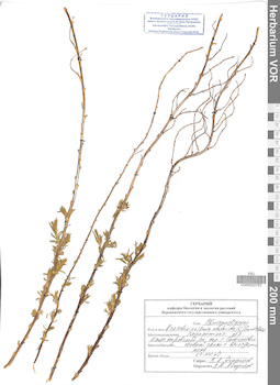 VOR 0022763