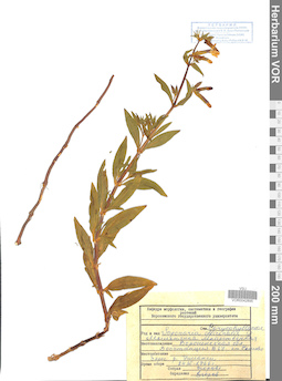 VOR 0042895