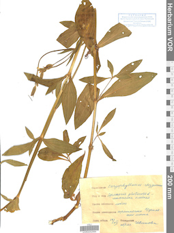 VOR 0042894