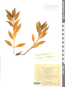 VOR 0042892