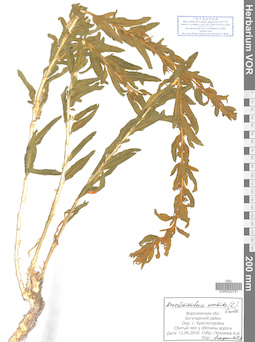 VOR 0022751