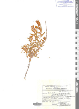 VOR 0022526