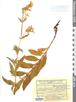 VOR 0042890