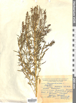 VOR 0022946