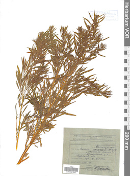 VOR 0021840