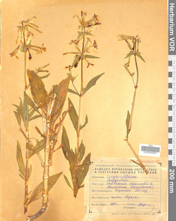 VOR 0042887