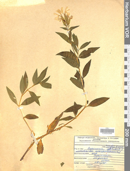 VOR 0042886