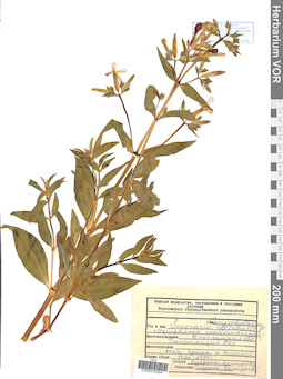 VOR 0042604