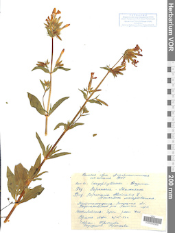 VOR 0042959