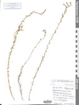 VOR 0022996
