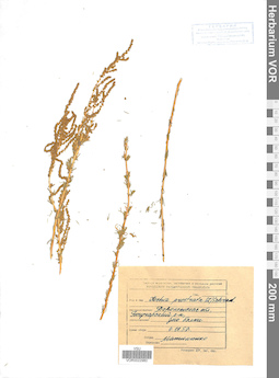 VOR 0022980