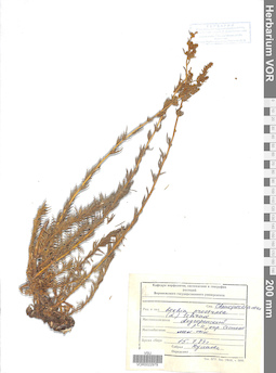 VOR 0022979