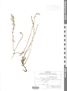 VOR 0022975