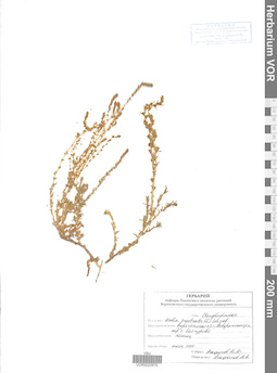 VOR 0022974