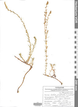 VOR 0022964
