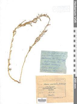 VOR 0022963