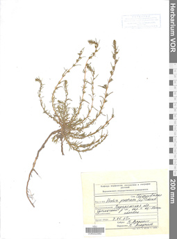VOR 0022962