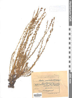 VOR 0022957