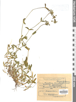 VOR 0006683