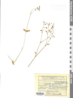 VOR 0006682