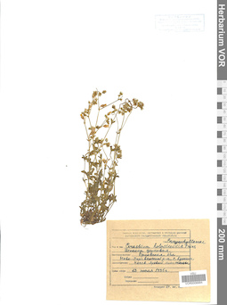 VOR 0006684