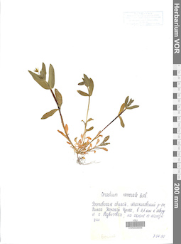VOR 0006666