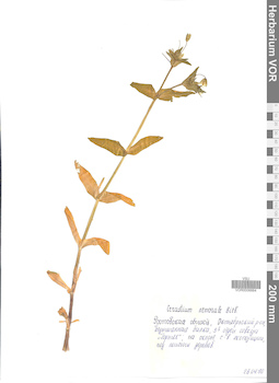 VOR 0006664