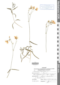 VOR 0042515
