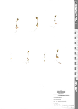 VOR 0006567