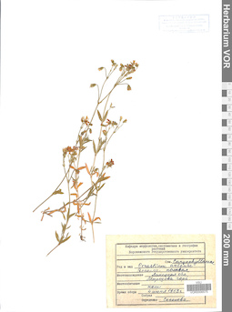 VOR 0006575