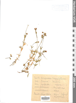 VOR 0006572