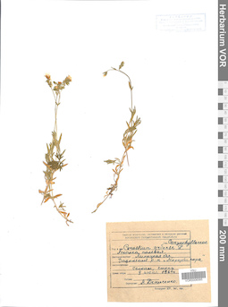 VOR 0006585