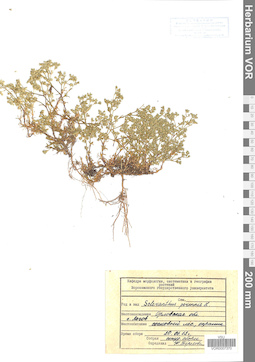 VOR 0007370
