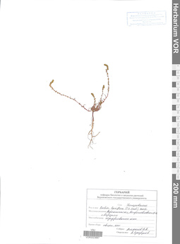 VOR 0023667