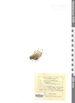 VOR 0006725