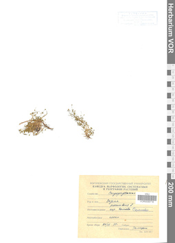 VOR 0006718