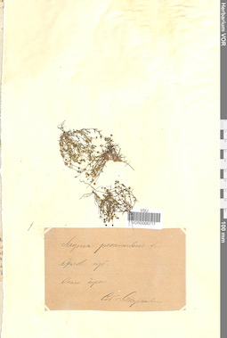 VOR 0006717