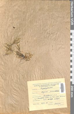 VOR 0006715