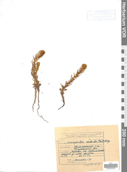 VOR 0023091